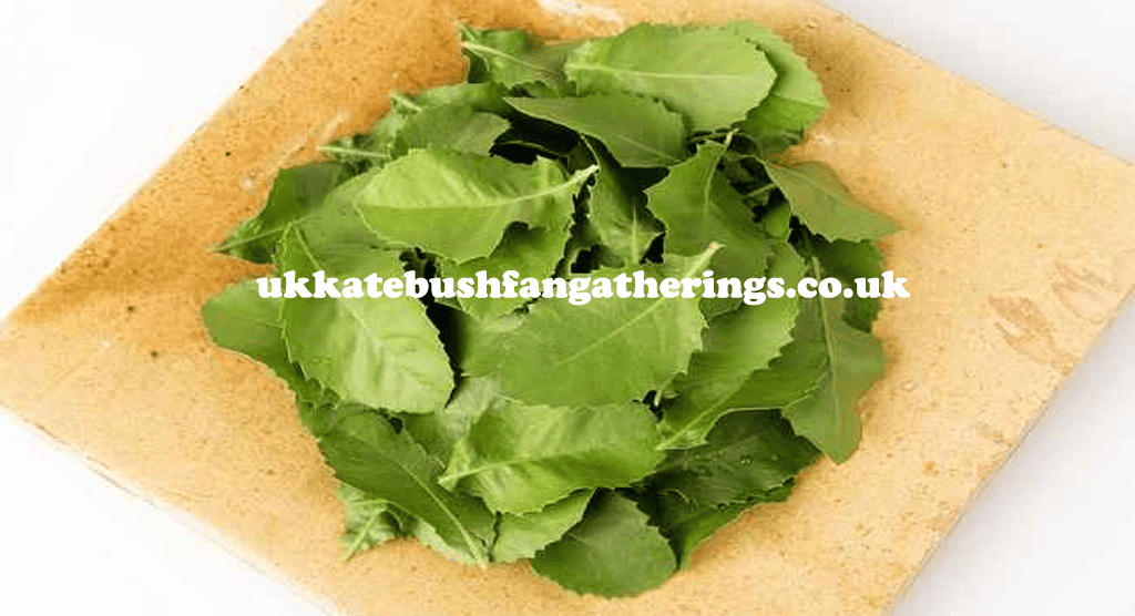 ukkatebushfangatherings.co