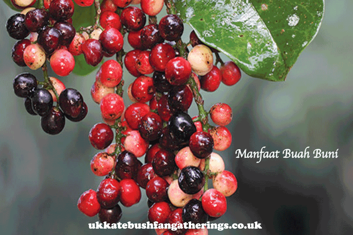 ukkatebushfangatherings.co