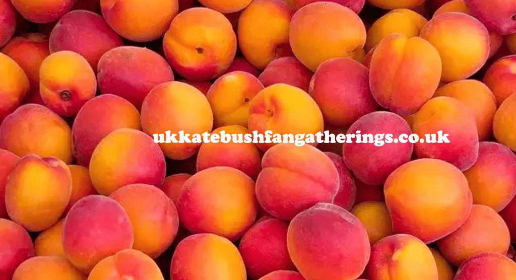 ukkatebushfangatherings.co