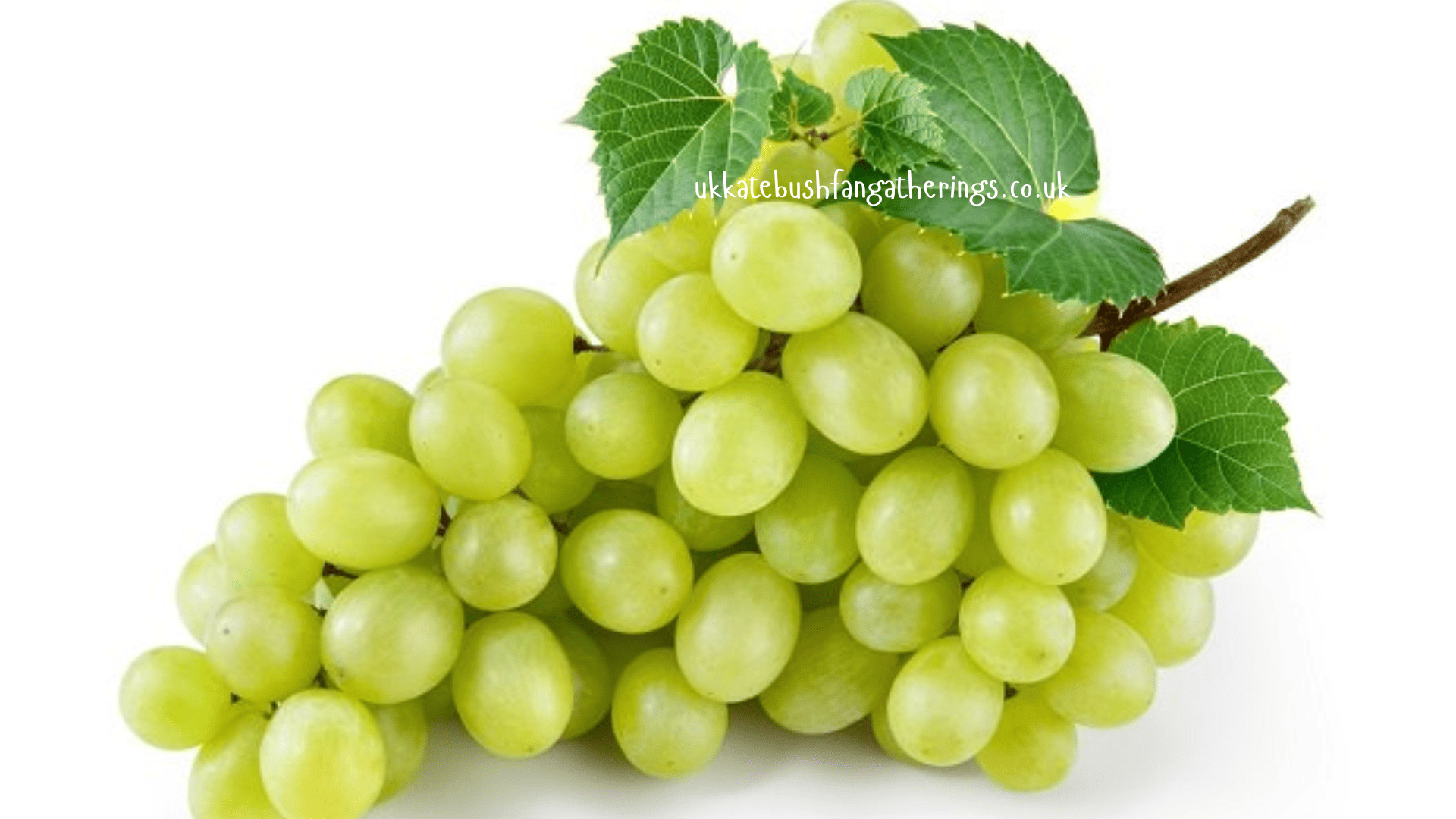 ukkatebushfangatherings.co.uk