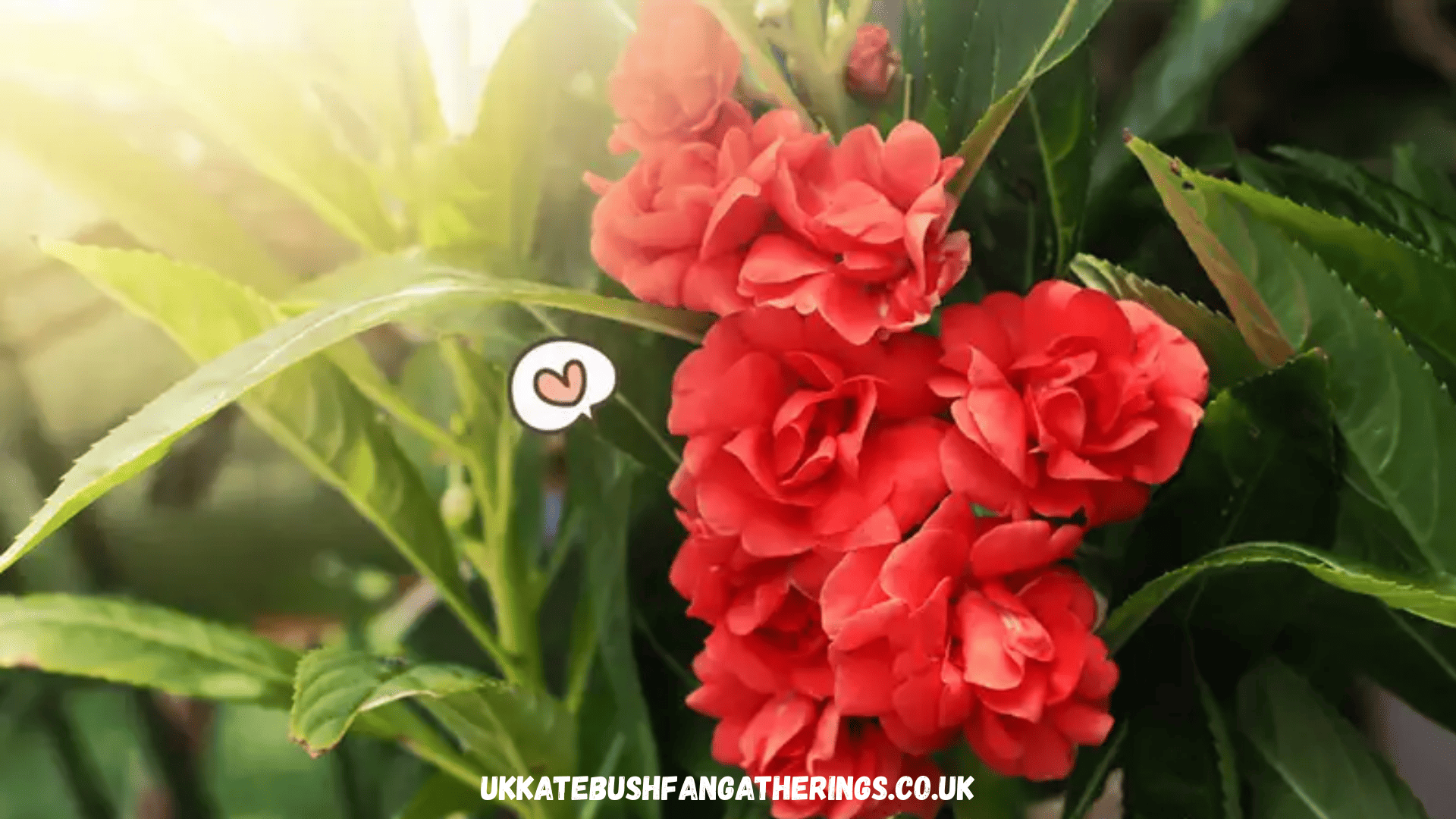 ukkatebushfangatherings.co.uk