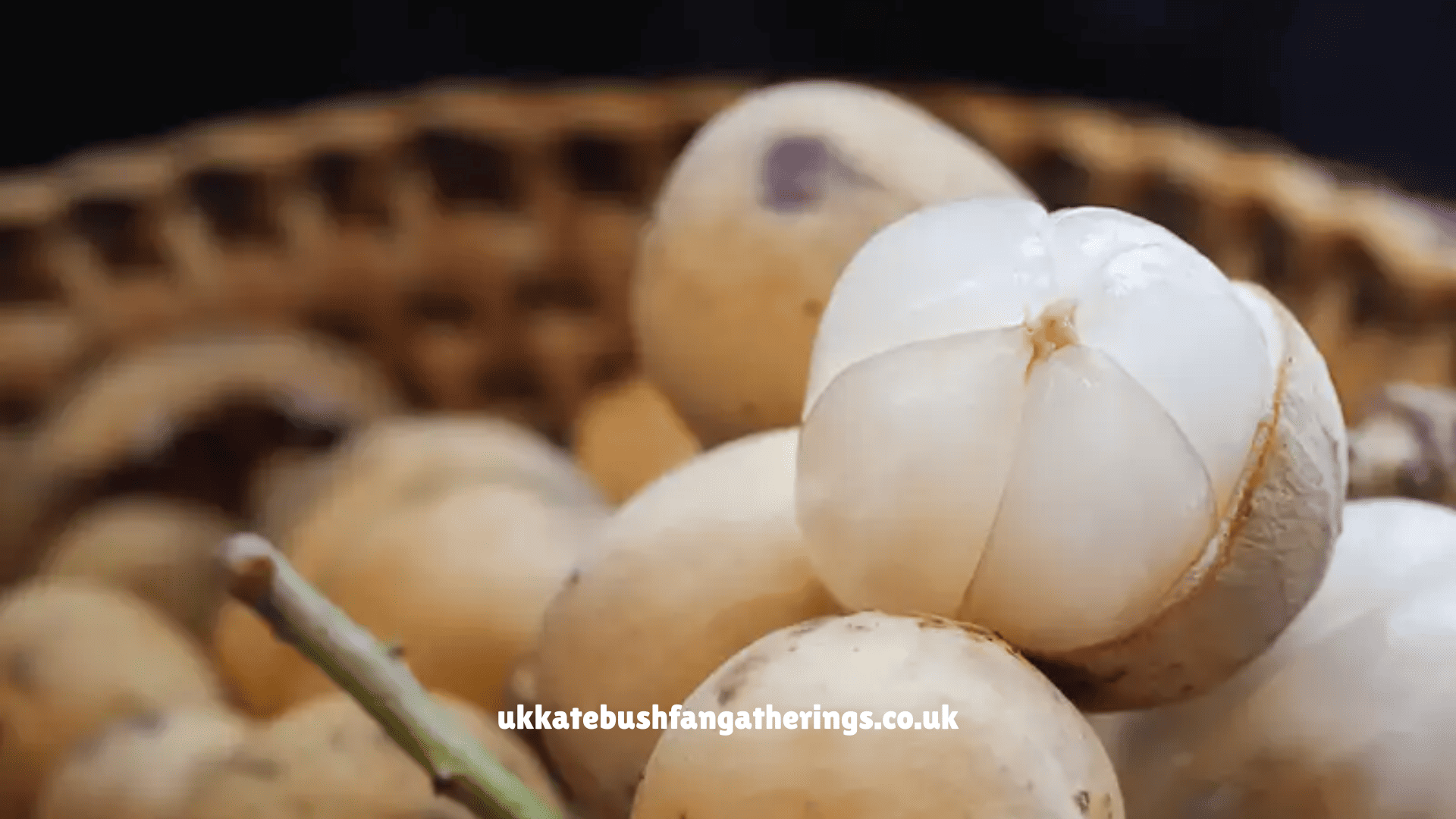 ukkatebushfangatherings.co.uk