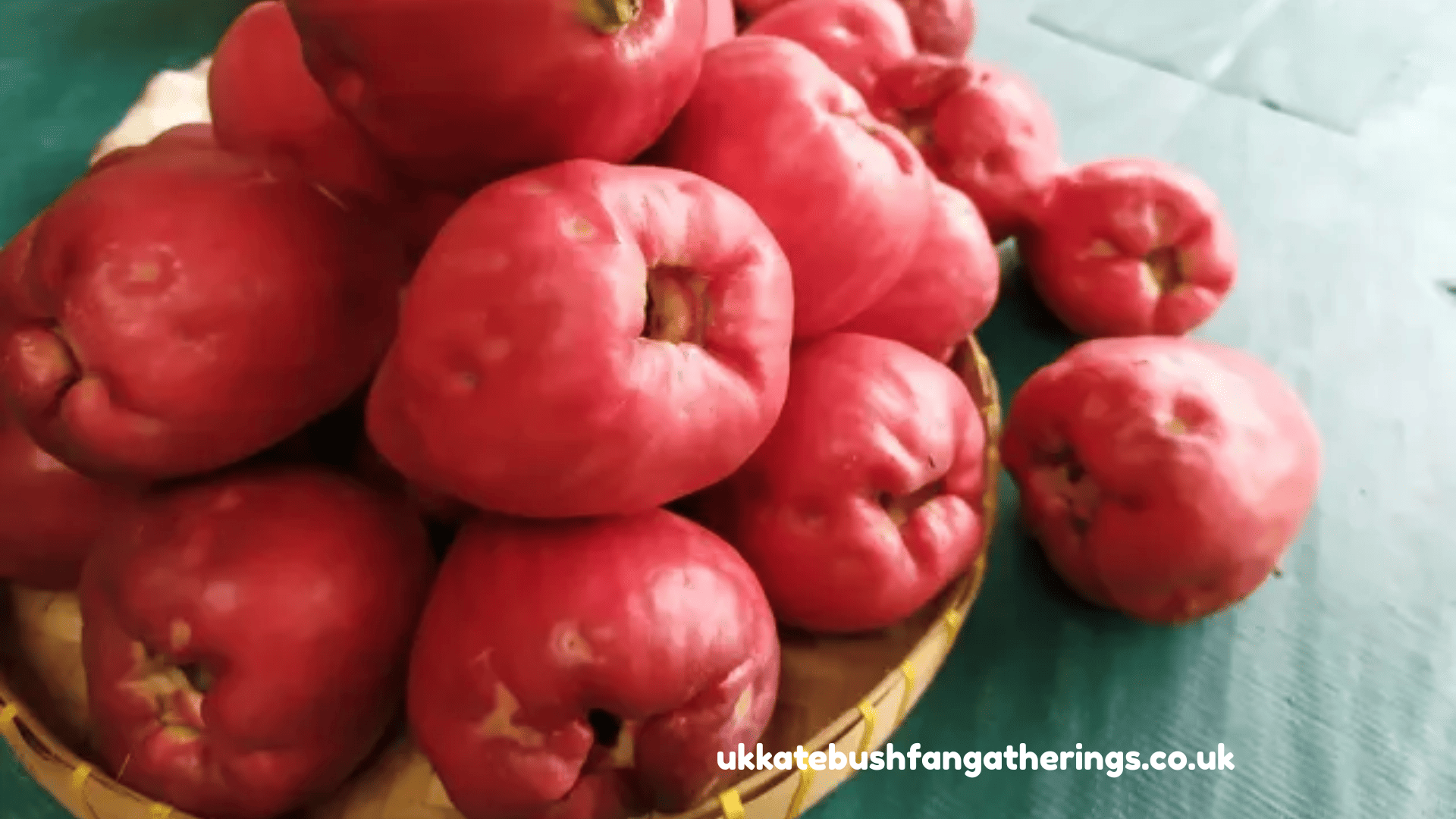 ukkatebushfangatherings.co.uk