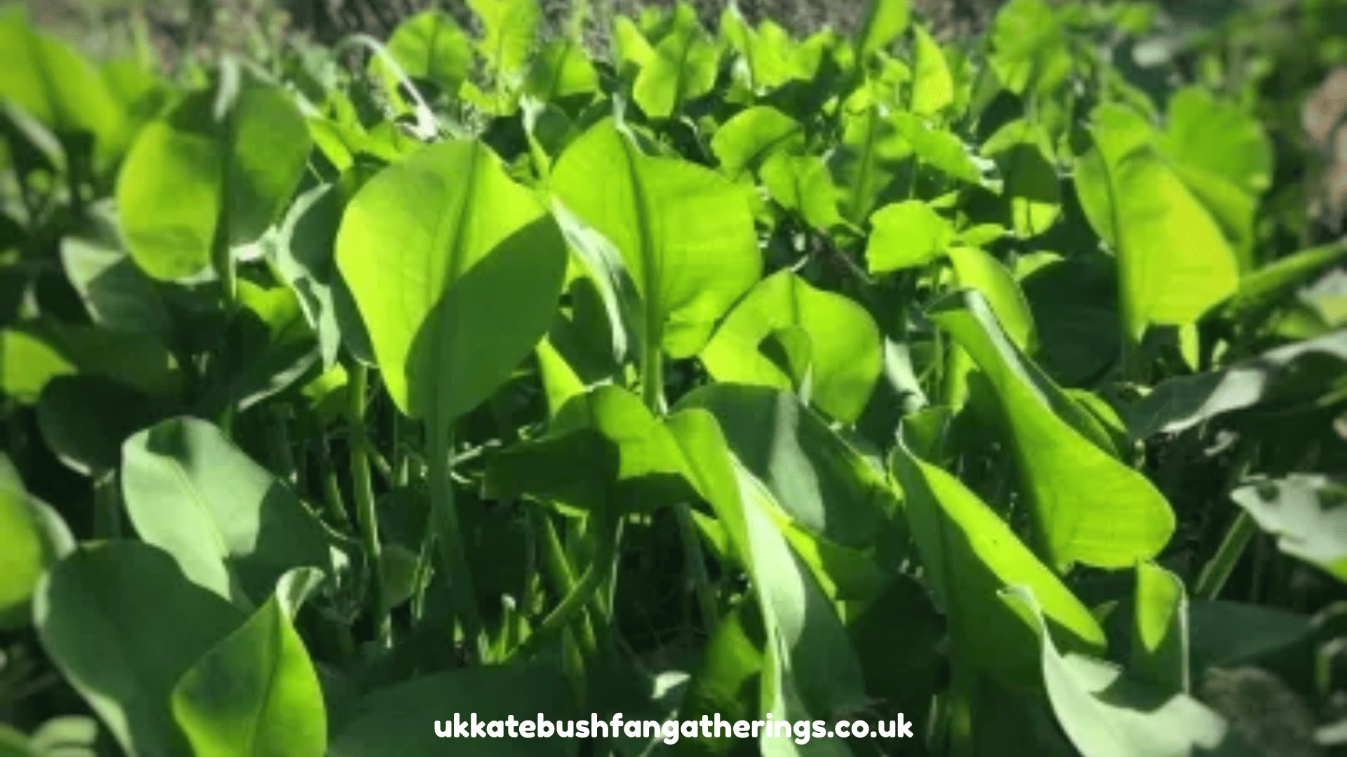 ukkatebushfangatherings.co.uk