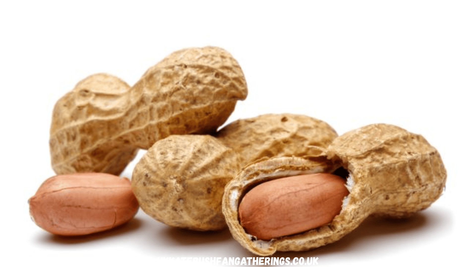 ukkatebushfangatherings.co.uk