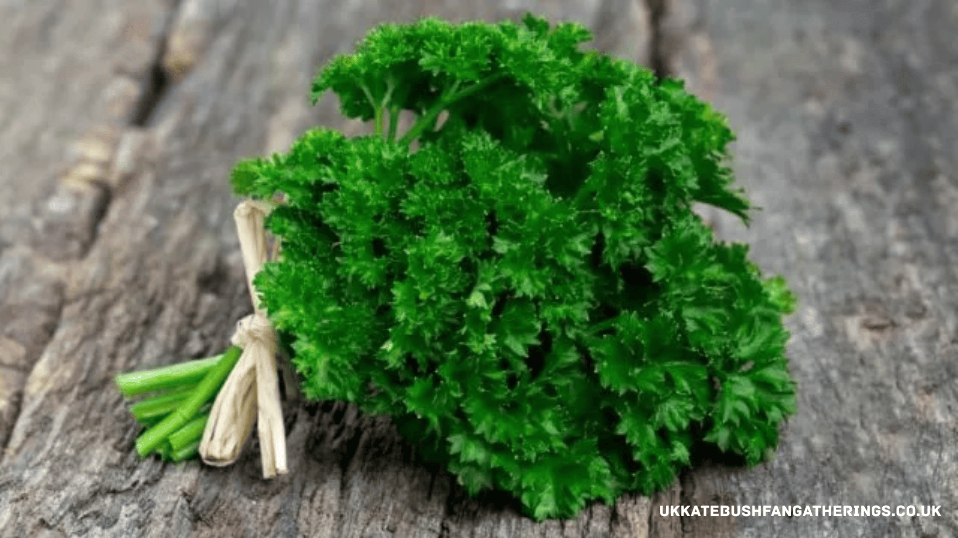 ukkatebushfangatherings.co.uk