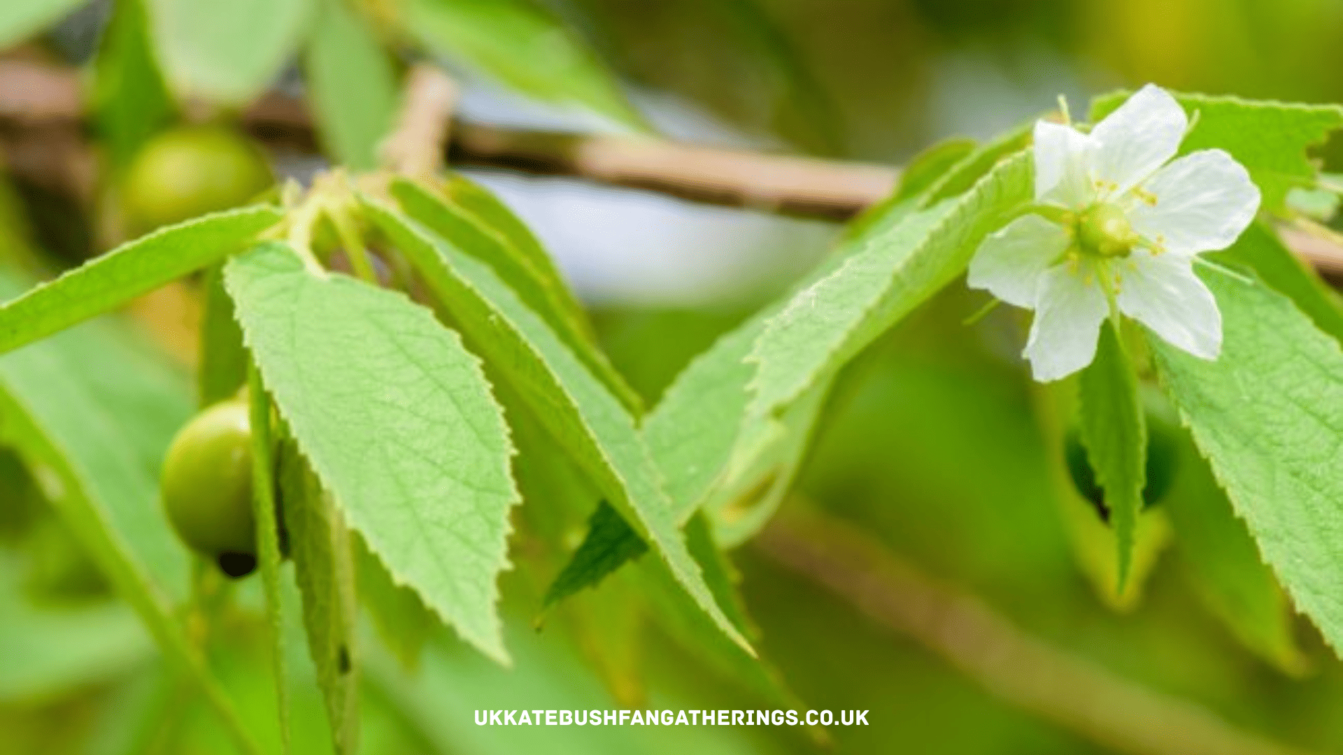 ukkatebushfangatherings.co.uk