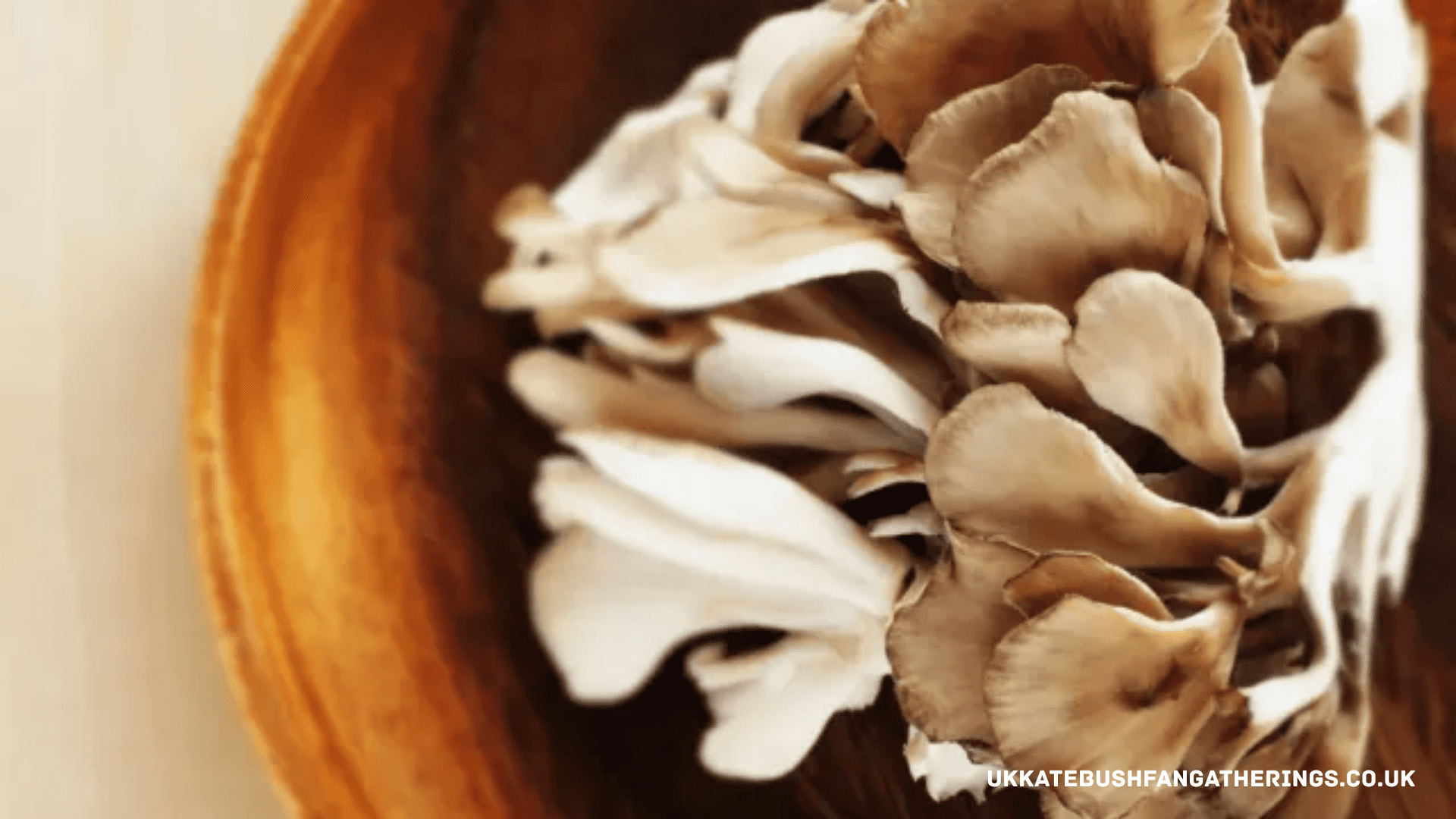 ukkatebushfangatherings.co.uk